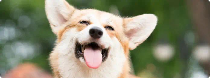 A happy Corgi dog with its mouth open and tongue out, appearing to smile.