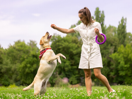 retriever with owner