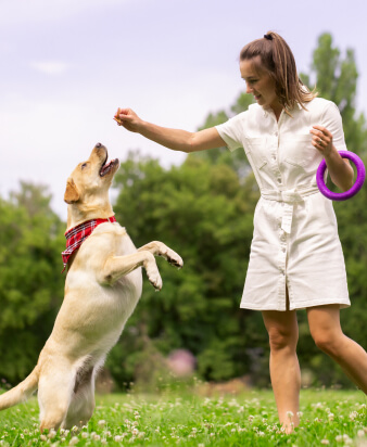 retriever with owner