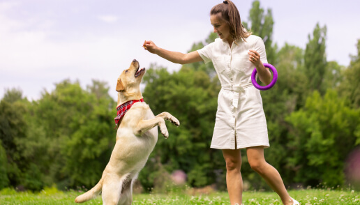 retriever with owner