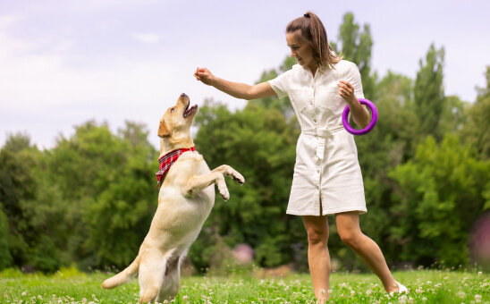 retriever with owner