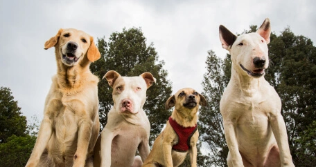 happy dogs