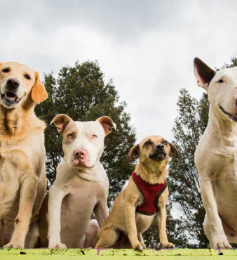 happy dogs