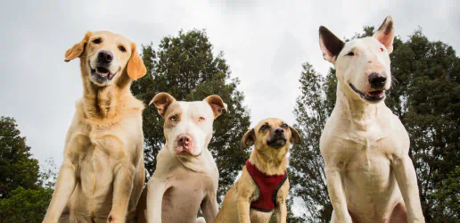 happy dogs