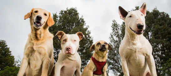 happy dogs