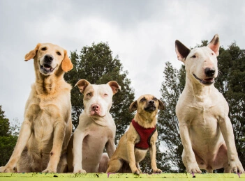 happy dogs
