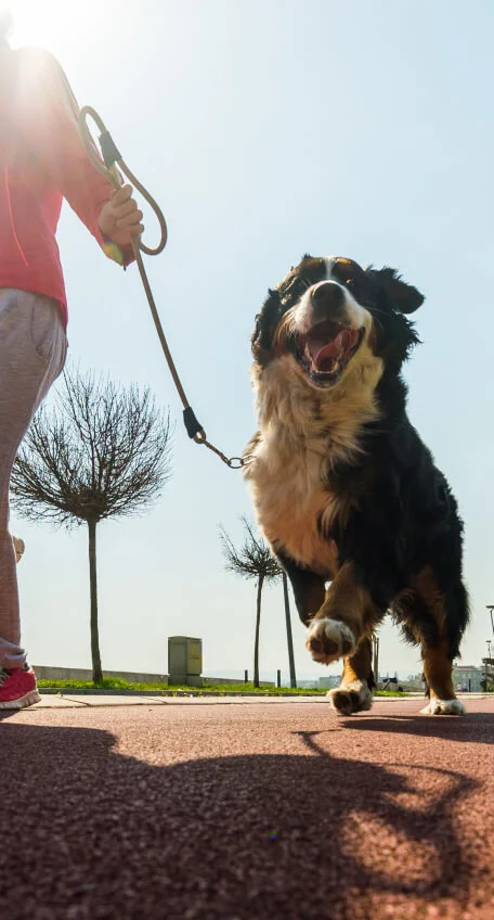 happy owner with dog